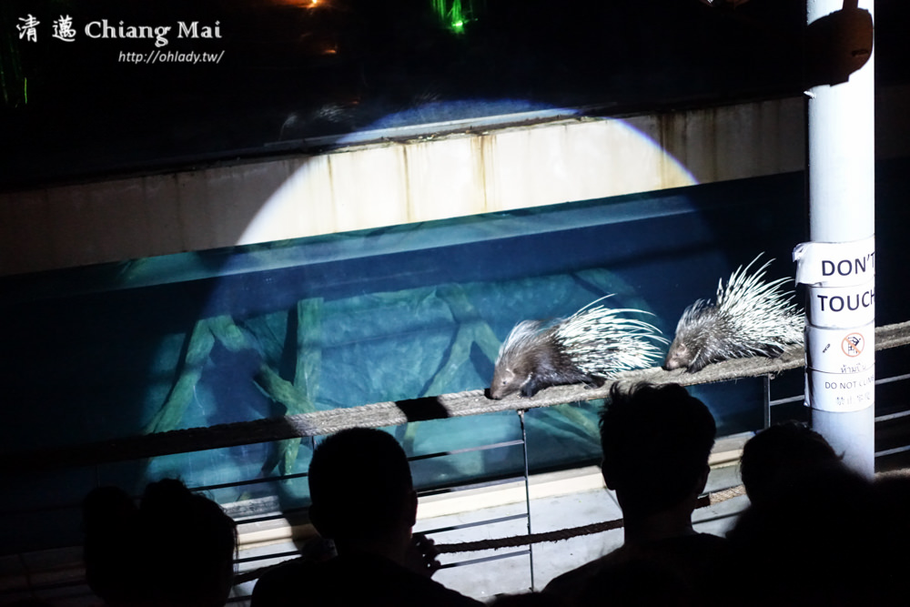泰國自由行清邁夜間動物園門票