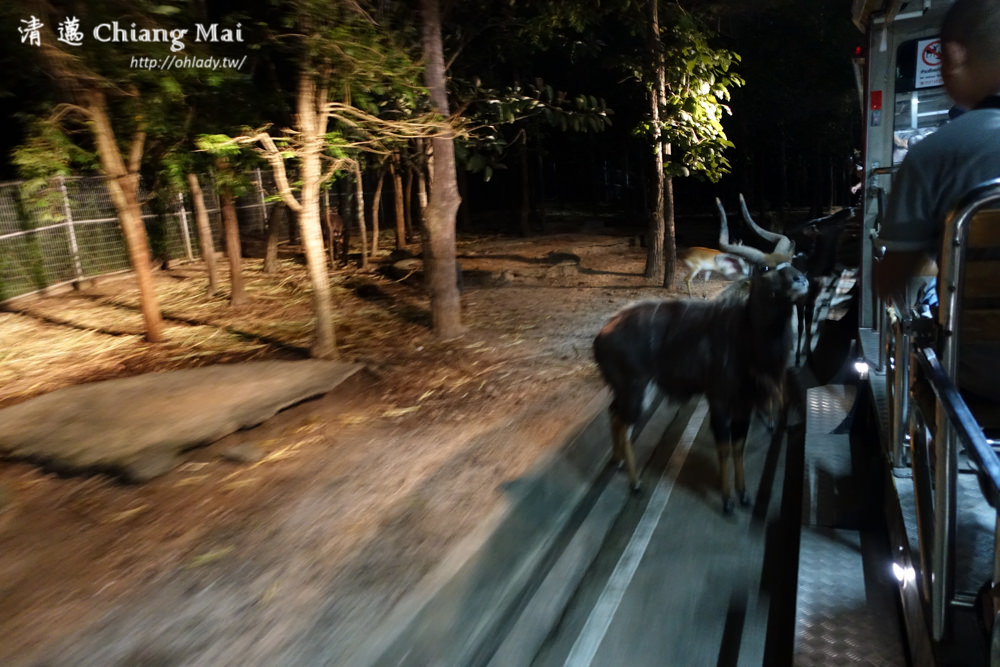 泰國自由行清邁夜間動物園門票